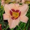 Thumbnail #4 of Hemerocallis  by Joy