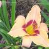 Thumbnail #5 of Hemerocallis  by ms_greenjeans