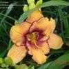 Thumbnail #2 of Hemerocallis  by carolann