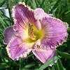 Thumbnail #2 of Hemerocallis  by Melissa_Ohio