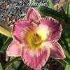 Thumbnail #1 of Hemerocallis  by dablaw