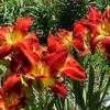 Thumbnail #1 of Hemerocallis  by carolann