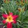 Thumbnail #3 of Hemerocallis  by Tree_Climber