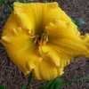 Thumbnail #2 of Hemerocallis  by Hemental