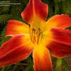 Thumbnail #5 of Hemerocallis  by bigcityal