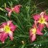 Thumbnail #2 of Hemerocallis  by Hemental