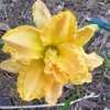 Thumbnail #1 of Hemerocallis  by Hemental