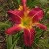 Thumbnail #1 of Hemerocallis  by Tree_Climber