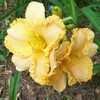 Thumbnail #2 of Hemerocallis  by Hemental