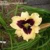 Thumbnail #1 of Hemerocallis  by pigeon1943