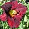 Thumbnail #1 of Hemerocallis  by Calif_Sue