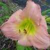 Thumbnail #2 of Hemerocallis  by patience888