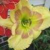 Thumbnail #5 of Hemerocallis  by turektaylor