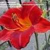 Thumbnail #1 of Hemerocallis  by daredevil