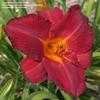 Thumbnail #3 of Hemerocallis  by DaylilySLP