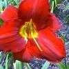 Thumbnail #1 of Hemerocallis  by carolann