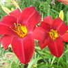 Thumbnail #4 of Hemerocallis  by Mainer