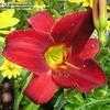 Thumbnail #3 of Hemerocallis  by leisaroyse