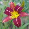 Thumbnail #5 of Hemerocallis  by Gabrielle