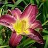 Thumbnail #4 of Hemerocallis  by Joy