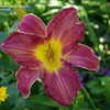 Thumbnail #2 of Hemerocallis  by Gabrielle