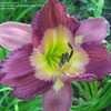 Thumbnail #4 of Hemerocallis  by pixie62560