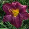 Thumbnail #2 of Hemerocallis  by DaylilySLP