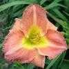 Thumbnail #3 of Hemerocallis  by Melissa_Ohio