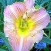 Thumbnail #4 of Hemerocallis  by carolann