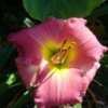 Thumbnail #4 of Hemerocallis  by MikenMyrtle
