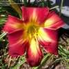 Thumbnail #2 of Hemerocallis  by themikesmom