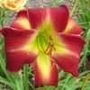 Thumbnail #4 of Hemerocallis  by patience888