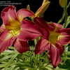 Thumbnail #3 of Hemerocallis  by DaylilySLP