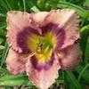 Thumbnail #1 of Hemerocallis  by carolann