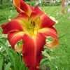 Thumbnail #5 of Hemerocallis  by hooked