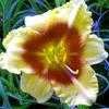 Thumbnail #4 of Hemerocallis  by carolann