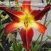 Thumbnail #1 of Hemerocallis  by daredevil