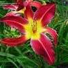 Thumbnail #4 of Hemerocallis  by DaylilySLP