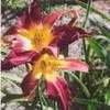 Thumbnail #5 of Hemerocallis  by Wandasflowers