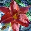 Thumbnail #5 of Hemerocallis  by 12344