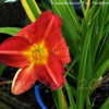 Thumbnail #4 of Hemerocallis  by DaylilySLP