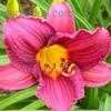 Thumbnail #1 of Hemerocallis  by poppysue