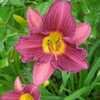 Thumbnail #5 of Hemerocallis  by turektaylor