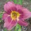 Thumbnail #5 of Hemerocallis  by patience888