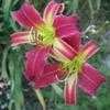 Thumbnail #2 of Hemerocallis  by Calif_Sue