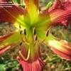 Thumbnail #4 of Hemerocallis  by alicewho