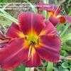 Thumbnail #2 of Hemerocallis  by princes_milady