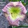 Thumbnail #1 of Hemerocallis  by yogaman