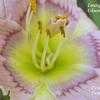 Thumbnail #3 of Hemerocallis  by yogaman