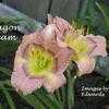 Thumbnail #2 of Hemerocallis  by yogaman